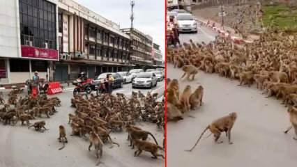 Tayland’da maymun çeteleri şehir merkezini ele geçirdi!