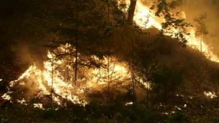 Kaliforniya’daki orman yangını yeniden büyümeye başladı