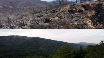 Marmaris’in yangın öncesi ve sonrası havadan görüntülendi	