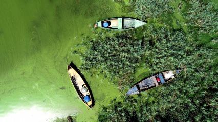 Uluabat'ta alg patlaması: Göl yemyeşil oldu