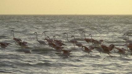 Van Gölü Havzası’nda flamingolardan görsel şölen