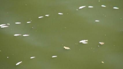 Balık ölümlerine Asi Nehri’de eklendi 