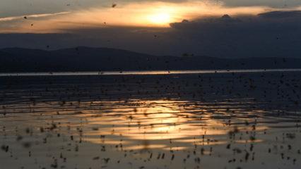 Çıldır Gölü göçmen kuşlarla şenlendi