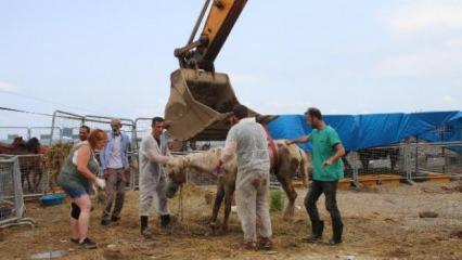 Hopa’da TIR parkında ölüme terk edilen atlar karantinada