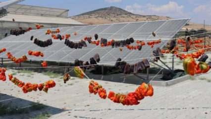 Güneş enerjili sebze kurutma tesisi kadınlara istihdam sağlıyor