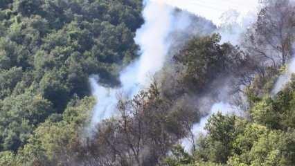 İstanbul'da orman yangını! Soruşturma başlatıldı
