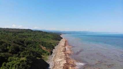 Karadeniz'de tomruk adaları: Arasından cesetler çıkıyor