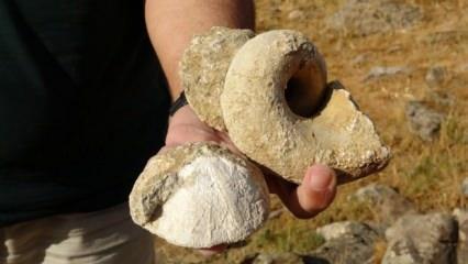 Muş'ta 35 milyon yıllık fosil bulndu