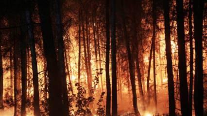 Orman yangınları için dev bütçe! Resmen açıklandı