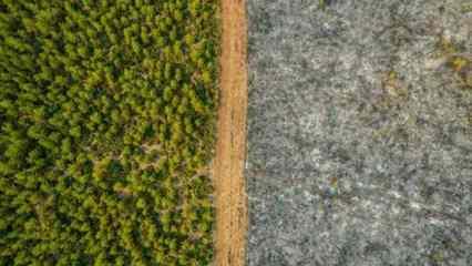 Bakanlık'tan ormanlar için 'hayat koridoru' kararı