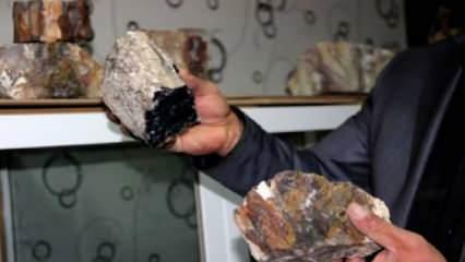 Erzurum'daki ağaç fosillerinde 160-170 milyon öncesinin izi bulundu