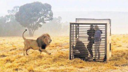 Güney Afrika'da hayvanat bahçesinde roller değişti!