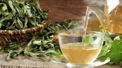  Melisa çayı nasıl demlenir, hangi hastalıklara iyi gelir? Limon melisa çayının faydaları nelerdir?