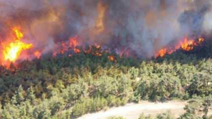 Orman yangınlarından etkilenen bölge halkına hayvancılık desteği