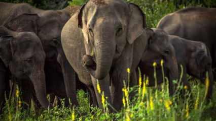Sri Lanka'da fillerin 4 saatten fazla çalışması yasaklandı