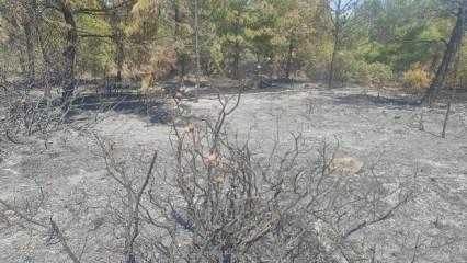 Akhisar’da orman yangını! Felaketin önüne geçildi