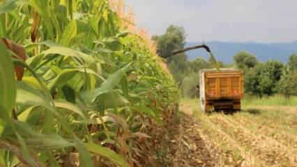 Devlet desteğiyle mısır üretimi 14 bin tondan 80 bin tona ulaştı	
