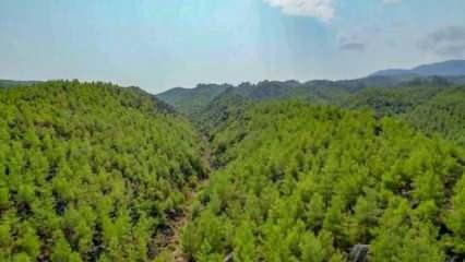 Manavgat'ta küle dönen orman böyle yeşillendi! Orman Genel Müdürlüğü paylaştı