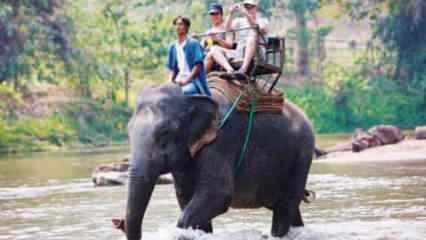 Sri Lanka'da alkollü fil kullanmak yasaklandı