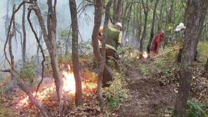 Ülke genelindeki 6 orman yangını kontrol altında