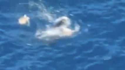 Akdeniz fokunun ahtapot avı kameralarda!