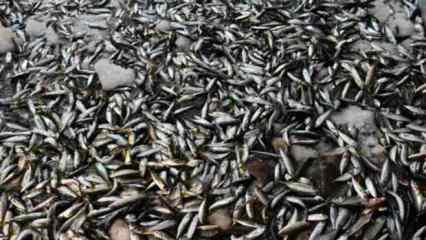 Balıkçılar ‘Vira Bismillah’ dedi, kasalar doldu taştı! İşte fiyatlar...