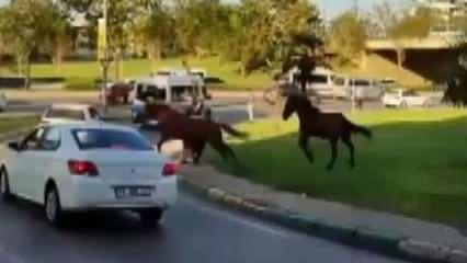 Bursa’da başıboş atlar kaldırımda yürüyor, trafikte tehlike saçıyor