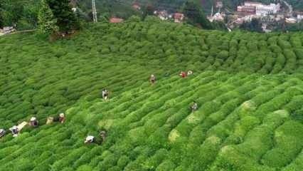 ÇAYKUR 776 bin ton yaş çay alımı gerçekleştirdi