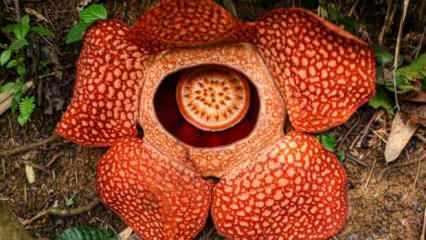 Endonezya'da ceset çiçeği olarak da bilinen 'Rafflesia arnoldii' açtı