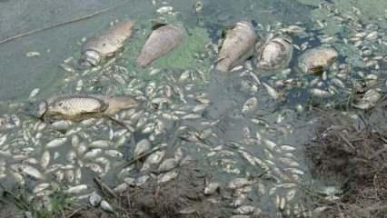 Gölette binlerce balık öldü: Kirleten işletmeye 96 bin lira ceza kesildi