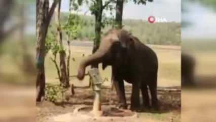 Hindistan'da fil su içmek için pompa kullandı!