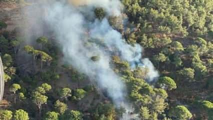 Milas'ta ormanda çıkan yangın, tarım arazilerine sıçradı
