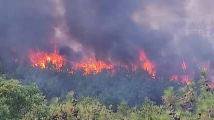 Son Dakika... Çanakkale'de orman yangını çıktı