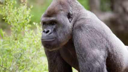 ABD’de koronavirüslü gorillere ‘hayvanlara özel Kovid-19 aşısı’ yapılacak