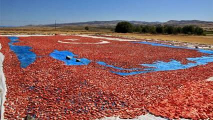 Elazığ'da mevsimlik işçiler kurutmalık domateslerle ay yıldızlı Türkiye haritası yaptı