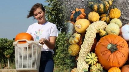 Genç girişimci Öznur Gülden ata mesleği çiftçiliğe döndü! Minyatür kabak üretiyor