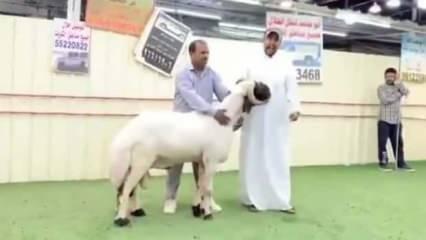 Kuveyt'te bir koç tam 200 bin dolara satıldı