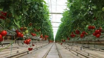 Rusya domates ve biber ithalatı kısıtlamasını kaldırdı