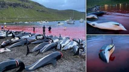 Sözde Grindadrap festivalinde, tarihin en büyük balina ve yunus katliamı yapıldı