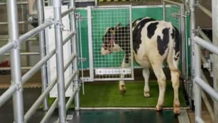 Alman bilim insanlarından sera gazı emisyonu için ineklere tuvalet eğitimi