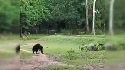 Hindistan'da futbol topuyla oynayan ayılar viral oldu
