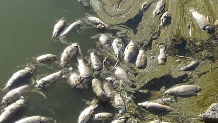 İşte Van’daki balık ölümlerinin nedeni: Ötrofikasyon