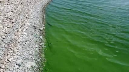 Baraj suyu tamamen yeşile döndü