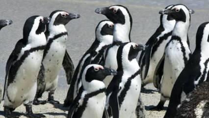 Arılar, nesli tükenmekte olan 63 pengueni telef etti