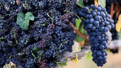 Kokulu siyah üzümün faydaları nelerdir? Kokulu üzümden meyve suyu nasıl yapılır?