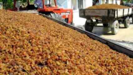 Üretici dertli: 64 ton kuru üzümü alıp kayıplara karıştılar 