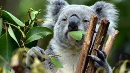 Avustralya'da koalaların üçte biri yok oldu