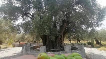Manisa'daki bu zeytin ağacı Hz. İsa ile yaşıt! Üzerinde 4 farklı zeytin türü barındırıyor
