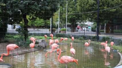 Japonya'da Ueno Hayvanat Bahçesi 140 yıldır ziyaretçilerin hizmetinde