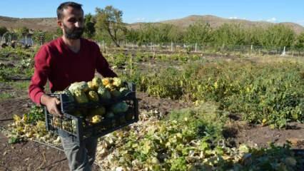 'Yetişmez' diyenlere inat ekti! Yeni gelir kapısı olacak